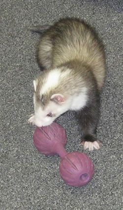 Snotface-the-ferret