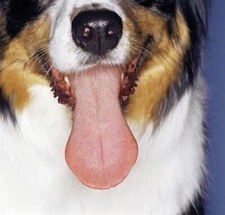 Happy-tongued-dog