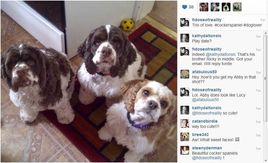 How Pet Bloggers Can Use Instagram - BlogPaws